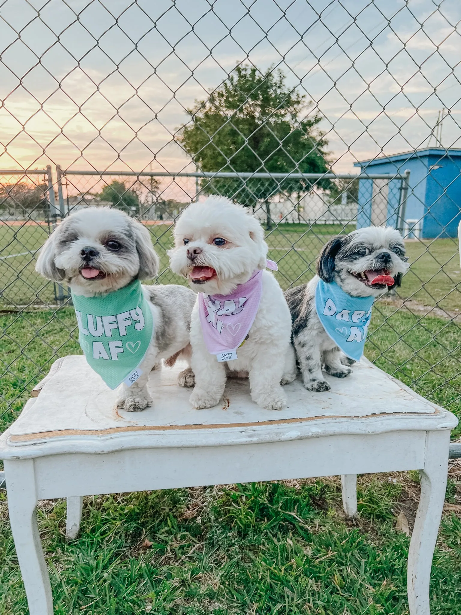 Dog Bandana - Fluffy AF