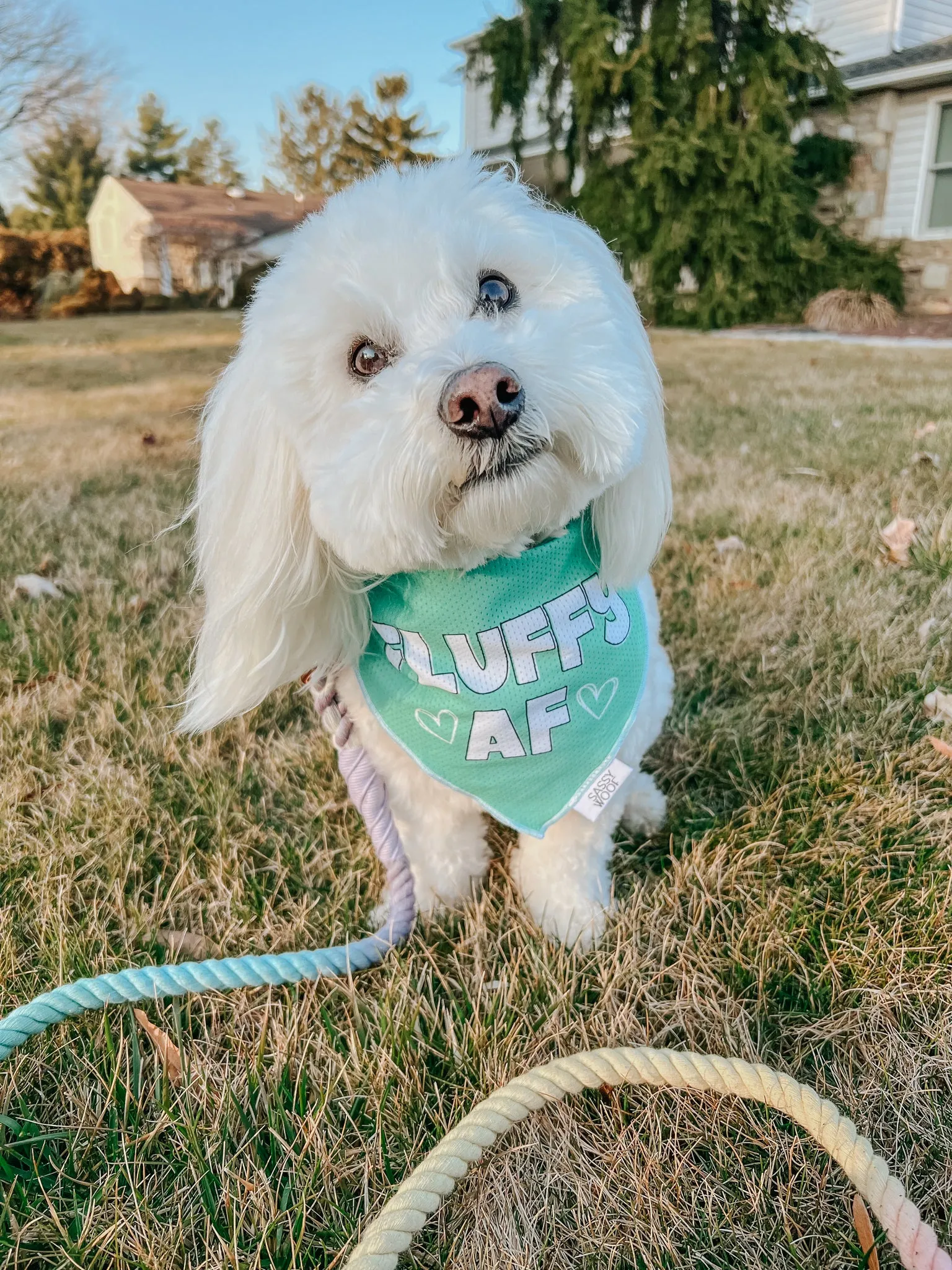 Dog Bandana - Fluffy AF